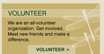 Become a Volunteer