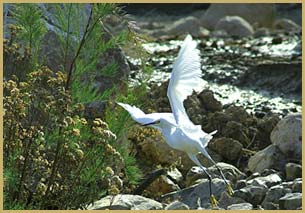 snowy egret